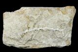 Archimedes Screw Bryozoan Fossil - Alabama #178181-1